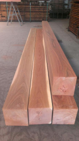 Australian Red Ironbark